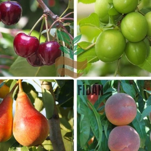 Fidan Çeşitlerimiz